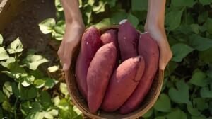 Surprising Health Benefits of Sweet Potato