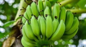 Raw Bananas Offer Several Health Benefits, Including