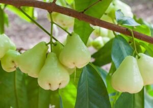Health Benefits of Rose Apple