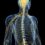 Posterior Cord Syndrome: A Rare Spinal Cord Injury Explained